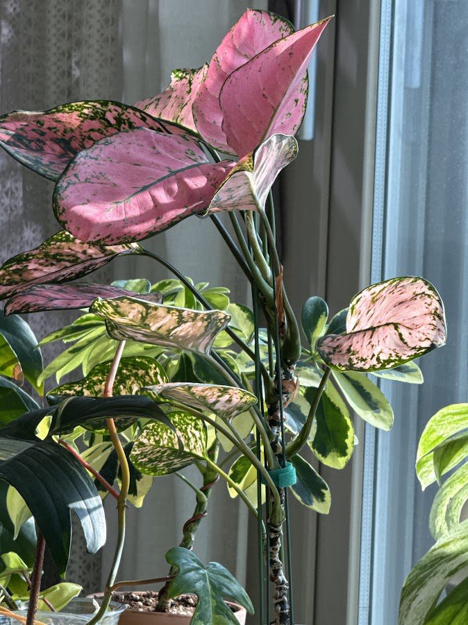 플랜테리어로 인테리어 효과와 식물 건강을 동시에 잡는 식물 TOP5 3 IMG 4CB2C356 8C22 496C 8CBA 0E148B7C66E2