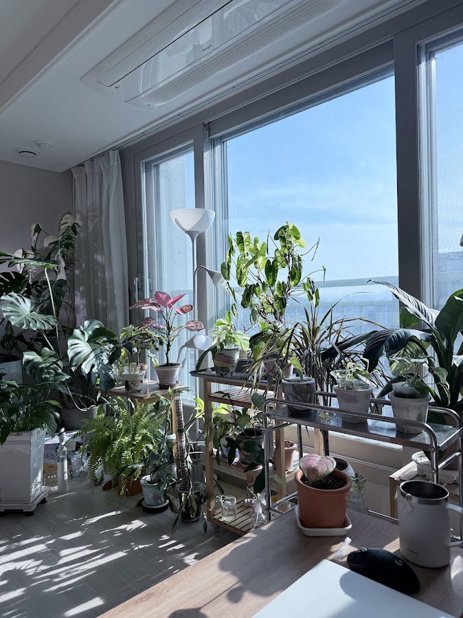 식물 과습 방지하는 법: 3번의 실패 끝에 찾은 식물 물주기 타이밍과 해결책 1 IMG 7725