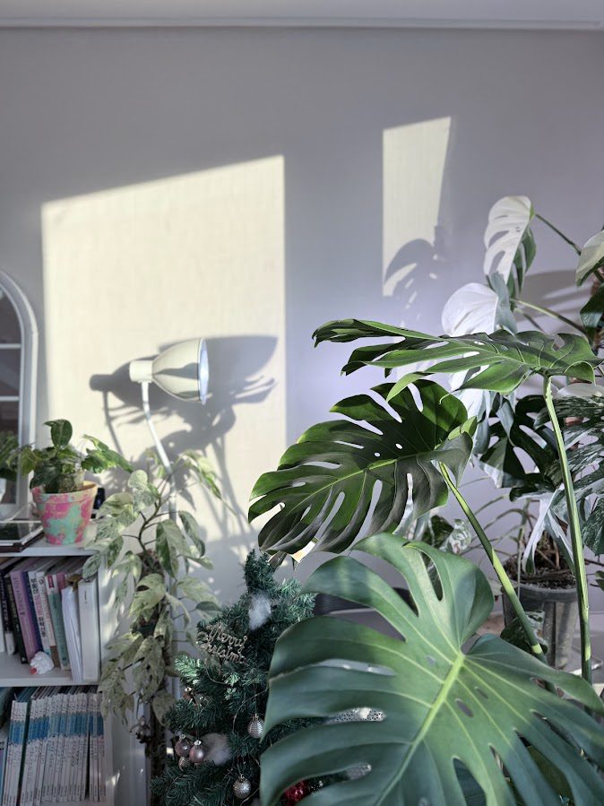 플랜테리어로 인테리어 효과와 식물 건강을 동시에 잡는 식물 TOP5 1 IMG 7884