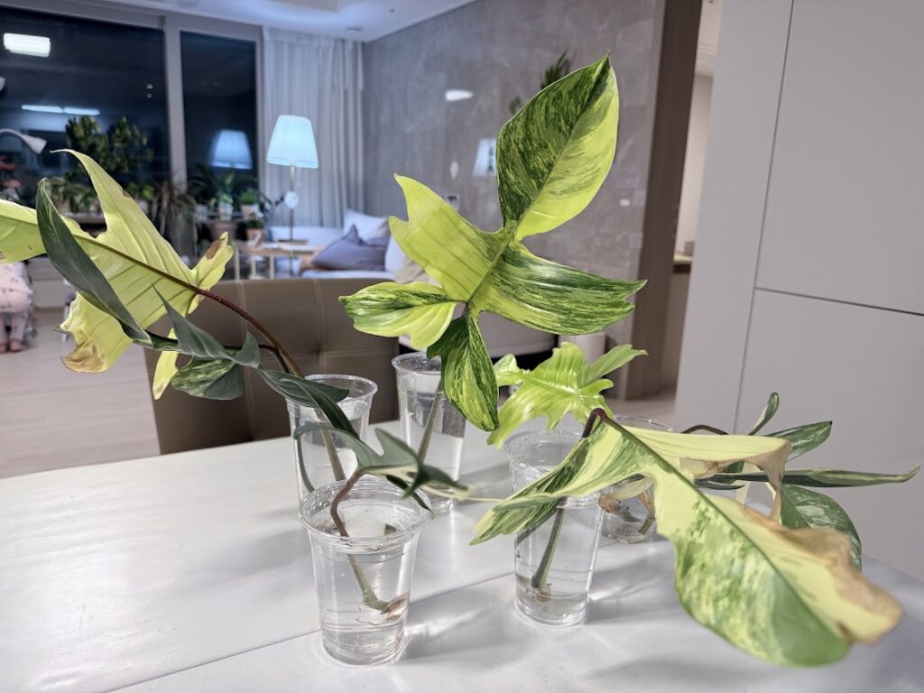 플로리다뷰티 바리에가타 식물 번식 방법 | 성공률 높이는 팁 1 IMG 7899