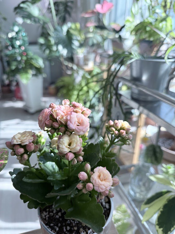 식물 과습 방지하는 법: 3번의 실패 끝에 찾은 식물 물주기 타이밍과 해결책 2 IMG 7926