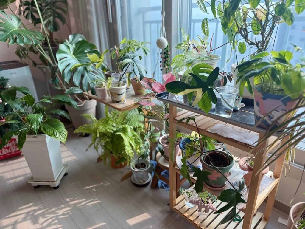 가성비 좋게 플랜테리어 하는 방법 | 저렴하게 집을 감성 공간으로 바꾸는 꿀팁 1 IMG 8229 당근 1
