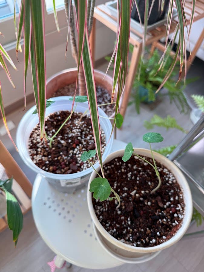 한련화 씨앗 발아부터 키우는 방법 | 겨울 파종도 가능할까요? 1 IMG 8586 1 1