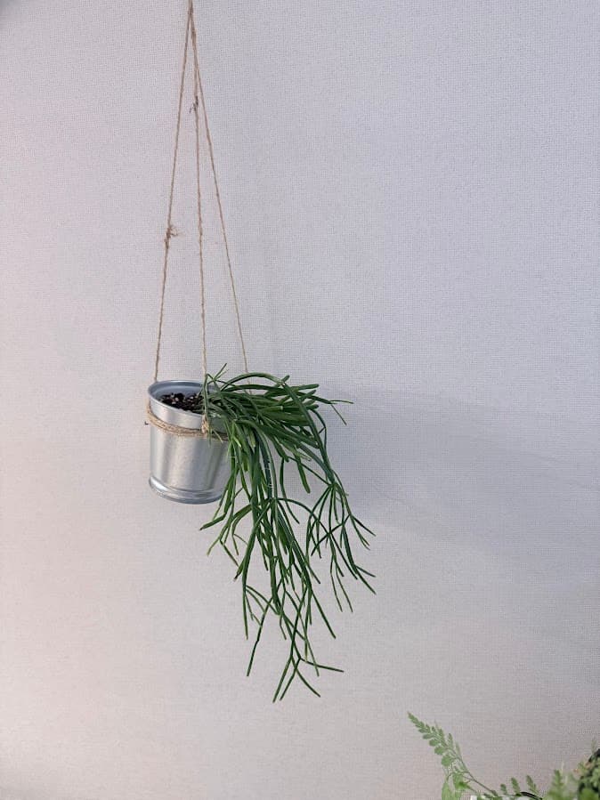 플랜테리어 분위기를 살리는 립살리스 키우기 가이드 1 IMG 8687 1