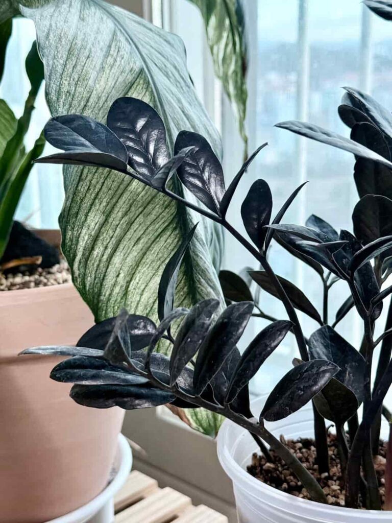 v1 453256861950016 1