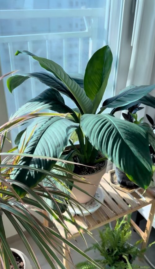 플랜테리어로 인테리어 효과와 식물 건강을 동시에 잡는 식물 TOP5 2 스파티필름