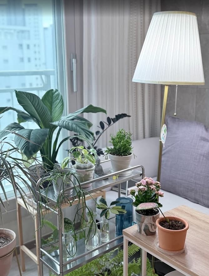 식물 뿌리파리 해결법 총정리 | 효과 본 퇴치 꿀팁과 관리 방법 1 이미지 15 식생활 1