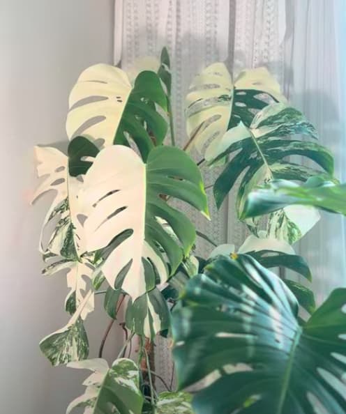 식테크 열풍 이후 현재 | 몬스테라 알보 200만 원에서 2만 원대로 1 캡처 알보 1